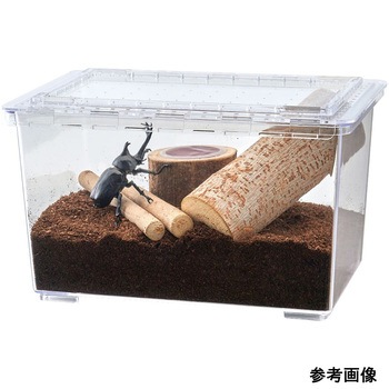 昆虫の木3種 マルカン