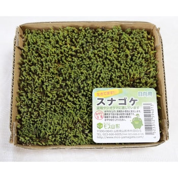 盆栽用苔 スナゴケ モス山形
