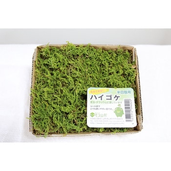 盆栽用苔 ハイゴケ モス山形