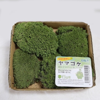 盆栽用苔 ヤマゴケ モス山形