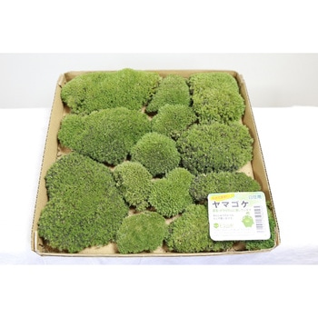 盆栽用苔 ヤマゴケ モス山形