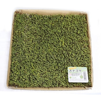盆栽用苔 スナゴケ モス山形