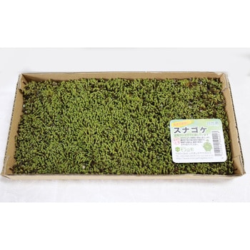 盆栽用苔 スナゴケ モス山形