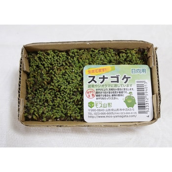 盆栽用苔 スナゴケ モス山形