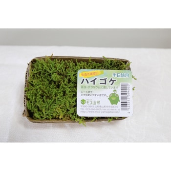 盆栽用苔 ハイゴケ モス山形