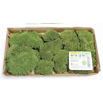 盆栽用苔 ヤマゴケ モス山形