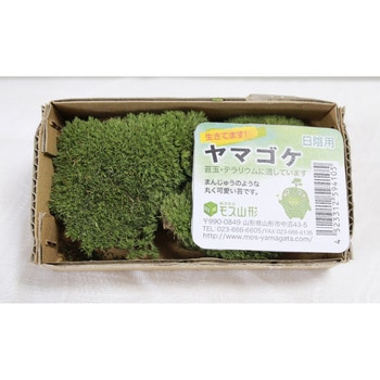 盆栽用苔 ヤマゴケ モス山形