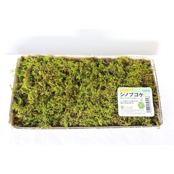 盆栽用苔 シノブゴケ モス山形