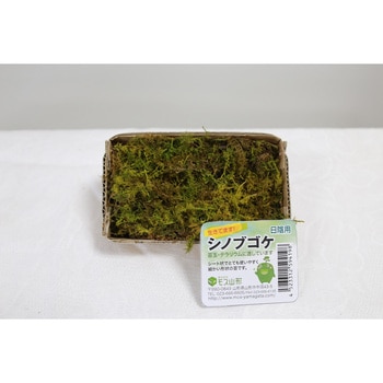盆栽用苔 シノブゴケ モス山形