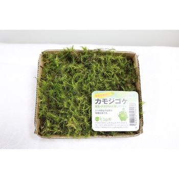 盆栽用苔 カモジゴケ モス山形