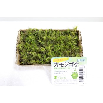 盆栽用苔 カモジゴケ モス山形