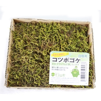 盆栽用苔 コツボゴケ モス山形