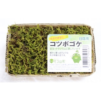 盆栽用苔 コツボゴケ モス山形