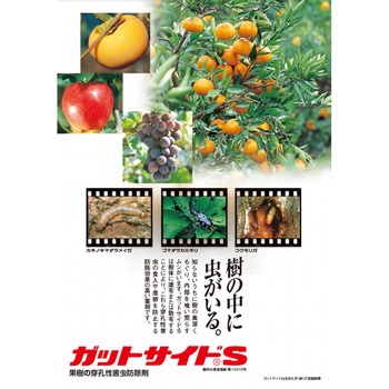 ガットサイドS 住友化学