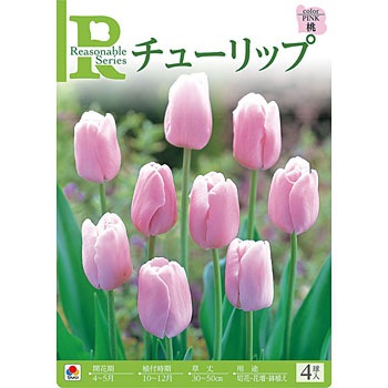 桃 チューリップ 1袋(4球) タキイ種苗 【通販モノタロウ】