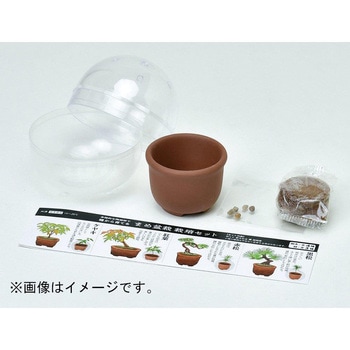 育てるカプセル ミニ盆栽 4s 聖新陶芸