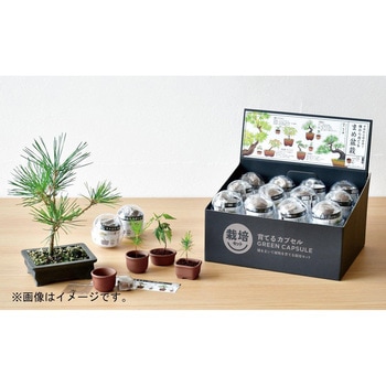 育てるカプセル ミニ盆栽 4s 聖新陶芸