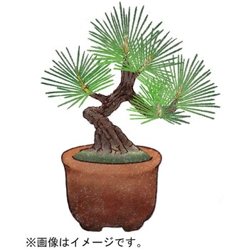 育てるカプセル ミニ盆栽 4s 聖新陶芸
