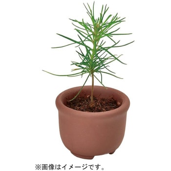 育てるカプセル ミニ盆栽 4s 聖新陶芸