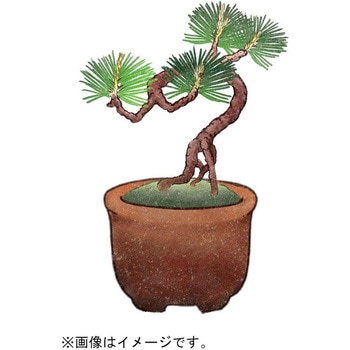育てるカプセル ミニ盆栽 4s 聖新陶芸