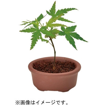 育てるカプセル ミニ盆栽 4s 聖新陶芸