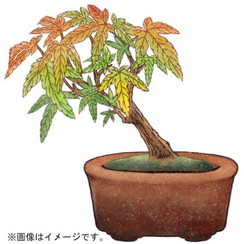 育てるカプセル ミニ盆栽 4s 聖新陶芸