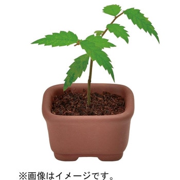育てるカプセル ミニ盆栽 4s 聖新陶芸