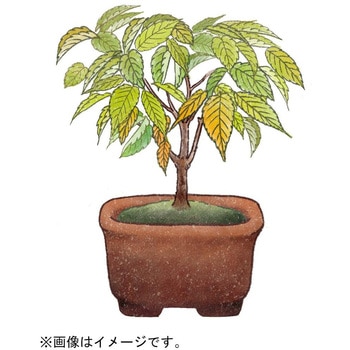 育てるカプセル ミニ盆栽 4s 聖新陶芸