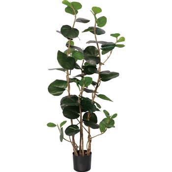 シーグレープ - FRECCE