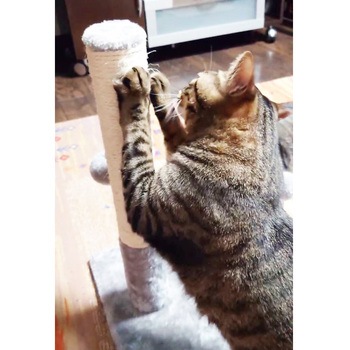猫爪とぎポールおもちゃ付 scp01 CRECOTE