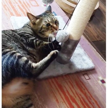 猫爪とぎポールおもちゃ付 scp01 CRECOTE
