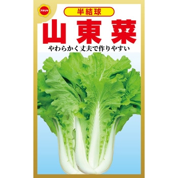 【タネ】半結球 山東菜 つけな・はくさい アタリヤ農園