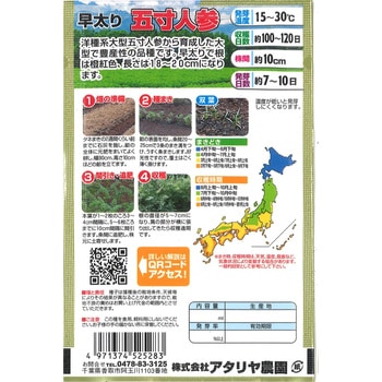 【タネ】日本の野菜 早太り五寸人参 アタリヤ農園