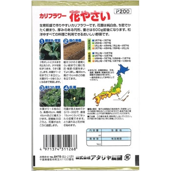 【タネ】カリフラワー 花やさい アタリヤ農園