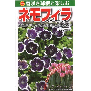 【タネ】春咲き球根と楽しむ ネモフィラ ペニーブラック アタリヤ農園