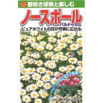 【タネ】春咲き球根と楽しむ ノースポール パルドーサム アタリヤ農園