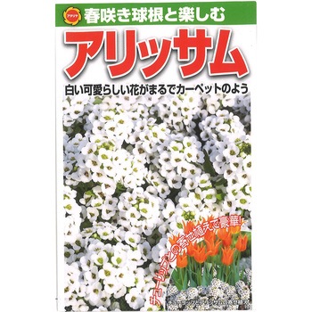 【タネ】春咲き球根と楽しむ アリッサム アタリヤ農園