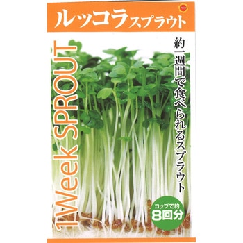 【タネ】スプラウト ルッコラ アタリヤ農園