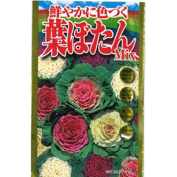 【タネ】鮮やかに色づく 葉ぼたん Mix アタリヤ農園