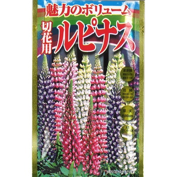 【タネ】魅力のボリューム 切花用ルピナス アタリヤ農園