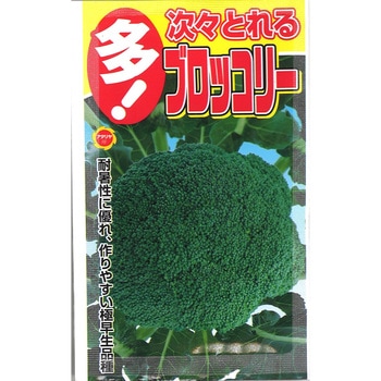 【タネ】多! 次々とれる ブロッコリー アタリヤ農園
