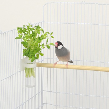 小鳥のベジタブルポット WILD