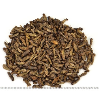 バグズスタイル ハウスクリケット WILD