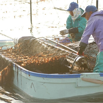 佐賀海苔 一等級佐賀有明海産焼のり 佐賀海苔