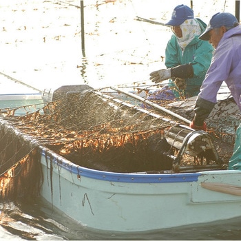 佐賀有明海産おにぎり焼のり 佐賀海苔