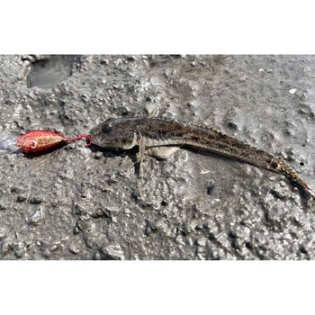 テトラワークス クラクラ デュオ