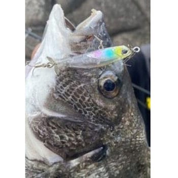 テトラワークス ユラペン デュオ