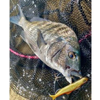 レアリス ノマセ小魚 デュオ