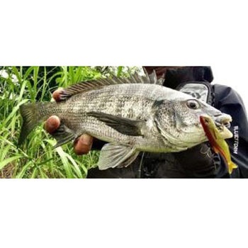 レアリス ノマセ小魚 デュオ