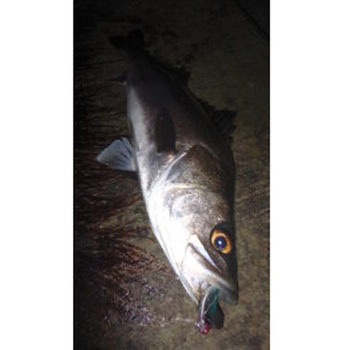 ベイルーフ マニックフィッシュ77 - デュオ